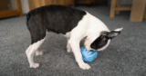 8 Best Treat Dispensing Dog Toys For Exciting Playtime