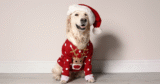 9 Best Dog Christmas Sweaters