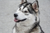 9 Best Dry Dog Foods for Alaskan Malamutes