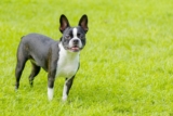 9 Best Dry Dog Foods for Boston Terriers
