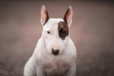 9 Best Dry Dog Foods for Bull Terriers
