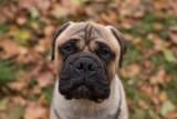 9 Best Dry Dog Foods for Bullmastiffs