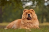 9 Best Dry Dog Foods for Chow Chows