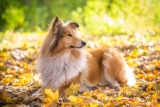 9 Best Dry Dog Foods for Collies