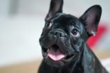 9 Best Dry Dog Foods for French Bulldogs