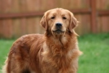 9 Best Dry Dog Foods for Golden Retrievers