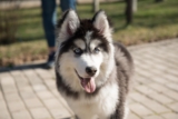9 Best Dry Dog Foods for Huskies