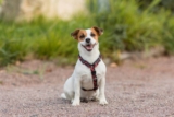 9 Best Dry Dog Foods for Jack Russells