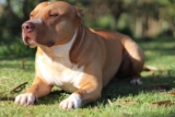 9 Best Dry Dog Foods for Pitbulls