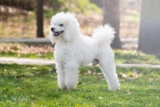 9 Best Dry Dog Foods for Poodles