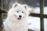 9 Best Dry Dog Foods for Samoyeds