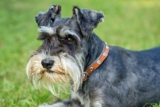 9 Best Dry Dog Foods for Schnauzers