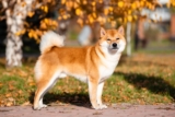 9 Best Dry Dog Foods for Shiba Inus