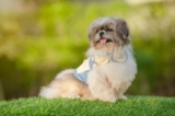 9 Best Dry Dog Foods for Shih Tzus
