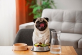 9 Best Eco-Friendly and Sustainable Dog Foods 2026