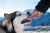 9 Best Freeze-Dried Dog Food Brands for Alaskan Malamutes