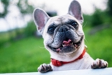 9 Best Freeze-Dried Dog Food Brands for French Bulldogs