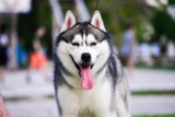 9 Best Freeze-Dried Dog Food Brands for Huskies