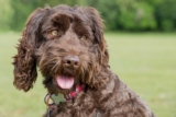 9 Best Freeze-Dried Dog Food Brands for Labradoodles