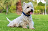 9 Best Freeze-Dried Dog Food Brands for Westies