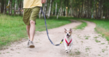 9 Best Hands Free Dog Leashes