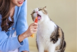 9 Best Wet or Creamy Cat Treats Kitties Love to Lick