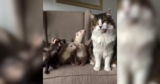 A Cat With Five Ferret Siblings Lives in Constant Chaos (and Loves It)