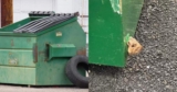 A Dumpster “Peekaboo” Turns Into a Rescue Mission When a Little Face Appears