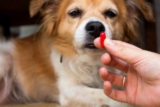 A Little Trick Pet Owners Are Using To Save BIG on Pet Prescriptions at Regular Pharmacies