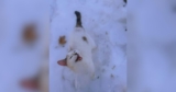 A Shivering Cat Runs Straight to the Mail Truck, Yowling for Warmth and Safety