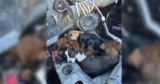 ATV Riders Stunned When Seven Tiny Puppies Run Toward Them Begging for Help