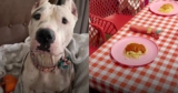 Abandoned Mama Pittie Gets A Lady And The Tramp Valentine’s Dinner