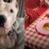 Shelter Gets Real About a ‘Terror’ Dog’s Challenges Instead of Writing a Fairy Tale