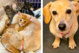 Abandoned at birth these 5 kittens were saved by a dog with an incredible heart