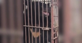 After 27 Years Caged on a Bile Farm, This Bear Finally Sees the Sky