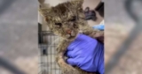 After Being Hit By A Car, A Mangy Cat Slowly Opens His Heart to His Hero