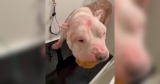 Allergy-Laden Pittie Was Bald And Burning Up — Now He’s Handsome And Happy