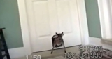 Animal Follows Cat Through the Doggie Door