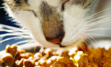 Are glandular supplements safe for cats?
