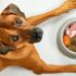 Which Dog Bowl Is Best? Pros and Cons of Every Bowl Type