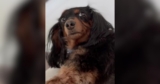 Awkward Dachshund Saves Her Sweetest Stares For Dad