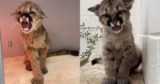 Baby Cougars Compete in Adorably Scary Growl Contest