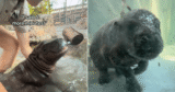 Baby Hippo Becomes Internet Sensation After Refusing to Leave His Pool