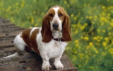 Basset Hound’s Diet – Petsworld