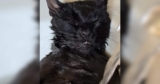 Bath Time for This Cat Turns Into the Sweetest Little Snooze