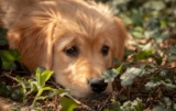 Best Foods for a Golden Retriever with Diarrhea