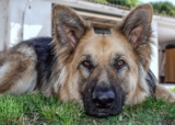 Best Foods for a Picky Eater German Shepherd