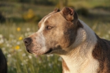 Best Foods for a Pit Bull with Kidney Disease