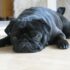 Ideal Diet for Shar Peis – The Ultimate Shar Pei Feeding Guide