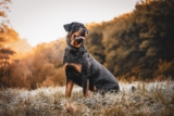 Best Foods for a Rottweiler with Arthritis